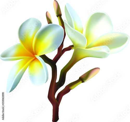 Isolated 3d realistic vector icon exotic   frangipani flower.