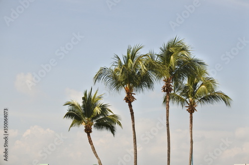 Four coconut palm trees isolated on a blue background