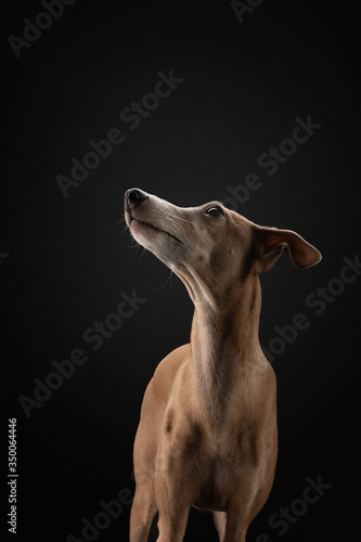 dog on black. Italian greyhound. Art photo of a pet in the studio
