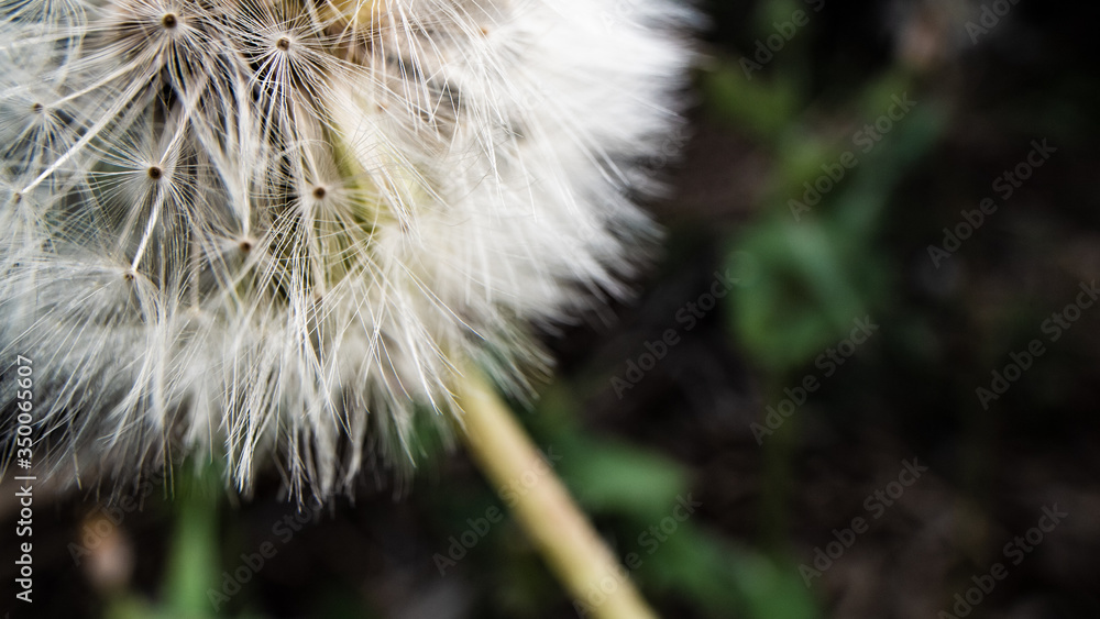 Obraz premium たんぽぽのアップ