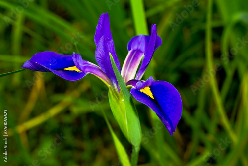Flower  violet