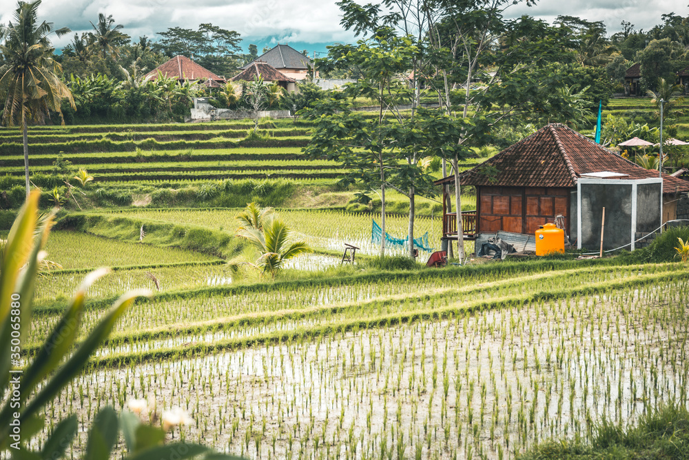 rice fields in indonesia