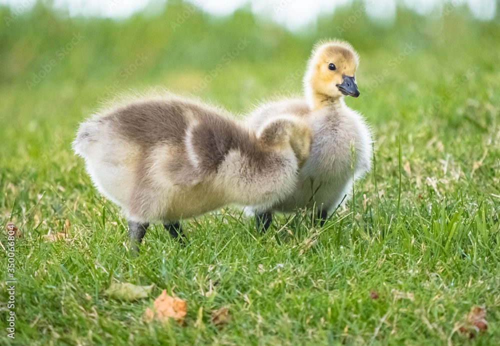 Cute Adorable Canadian Gosling Cute Adorable Canadian Gosling