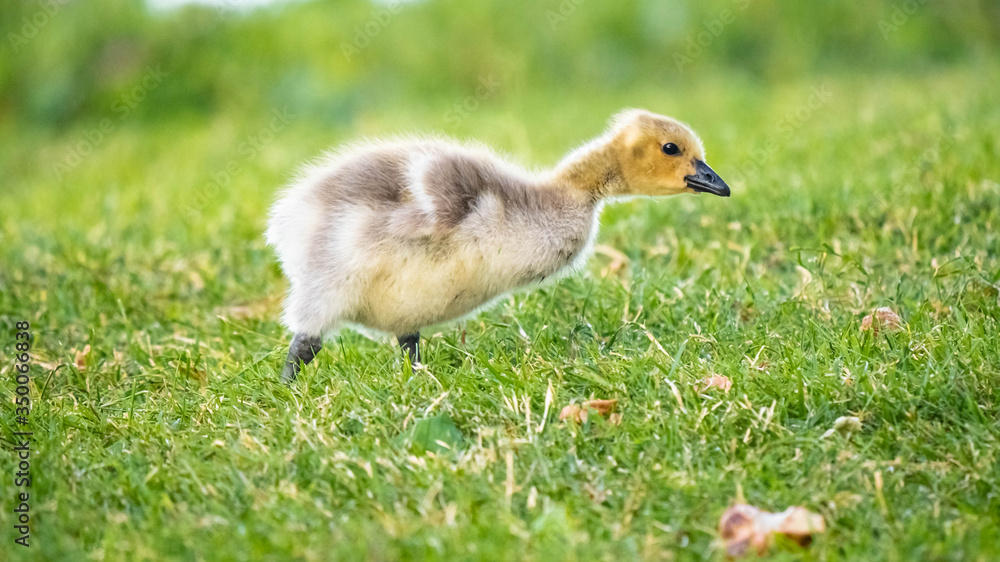 Obraz premium Cute Adorable Canadian Gosling