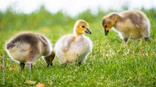 Cute Adorable Canadian Gosling © Anchor