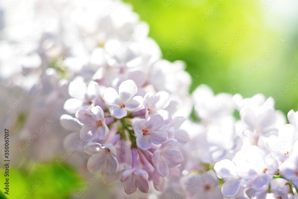 Beautiful bright spring flower background – branch of blooming of rose lilac close up on blurred green natural background. Selective focus on bud Beautiful bright spring flower background – branch of blooming of rose lilac close up on blurred green natural background. Selective focus on bud