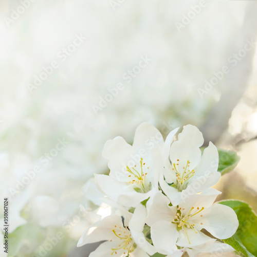 white flowers close soft background