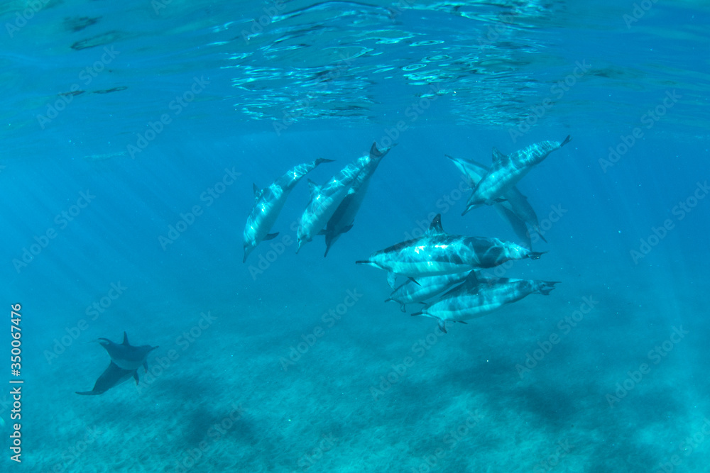 Fototapeta premium Hawaiian Spin Dolphins