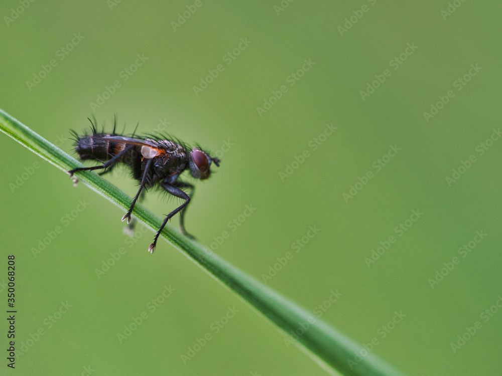 Fototapeta premium Tiny Insects