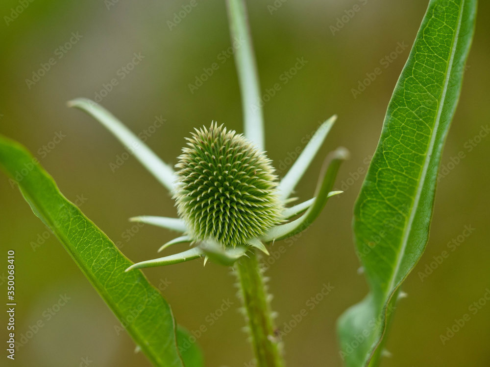 Wild Teasel, wildflower Wild Teasel, wildflower
