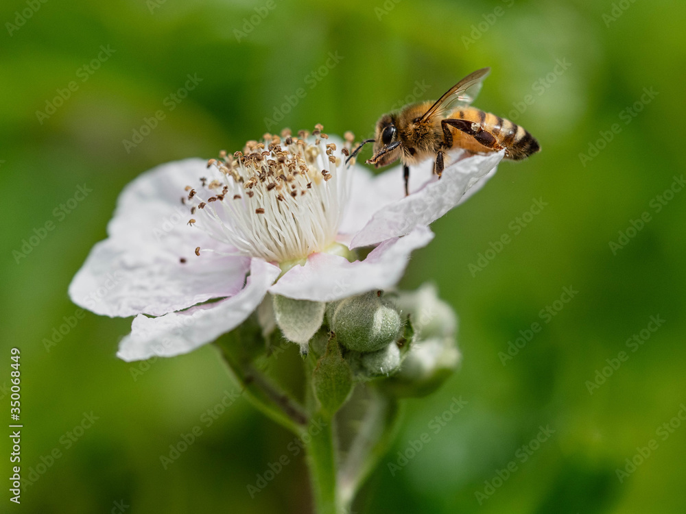 bee on a flower bee on a flower