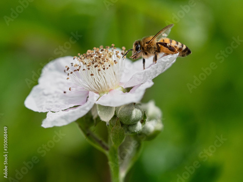 bee on a flower © Anchor