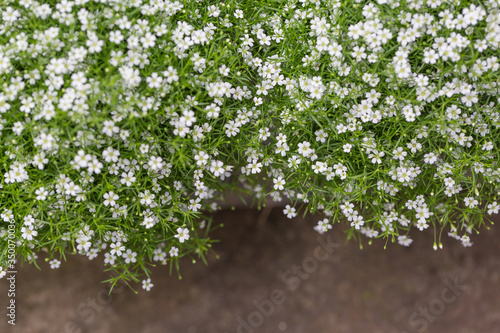Blooming cone stone flower and green leaves，Gypsophila paniculata 