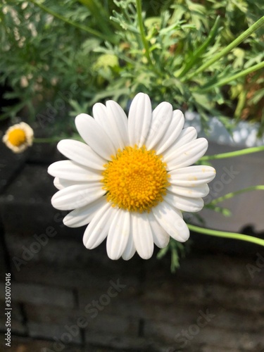                  plant white flower       