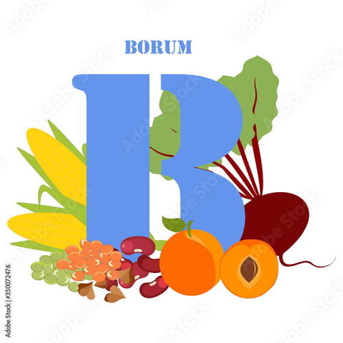 Borum healthy nutrient rich food vector illustration