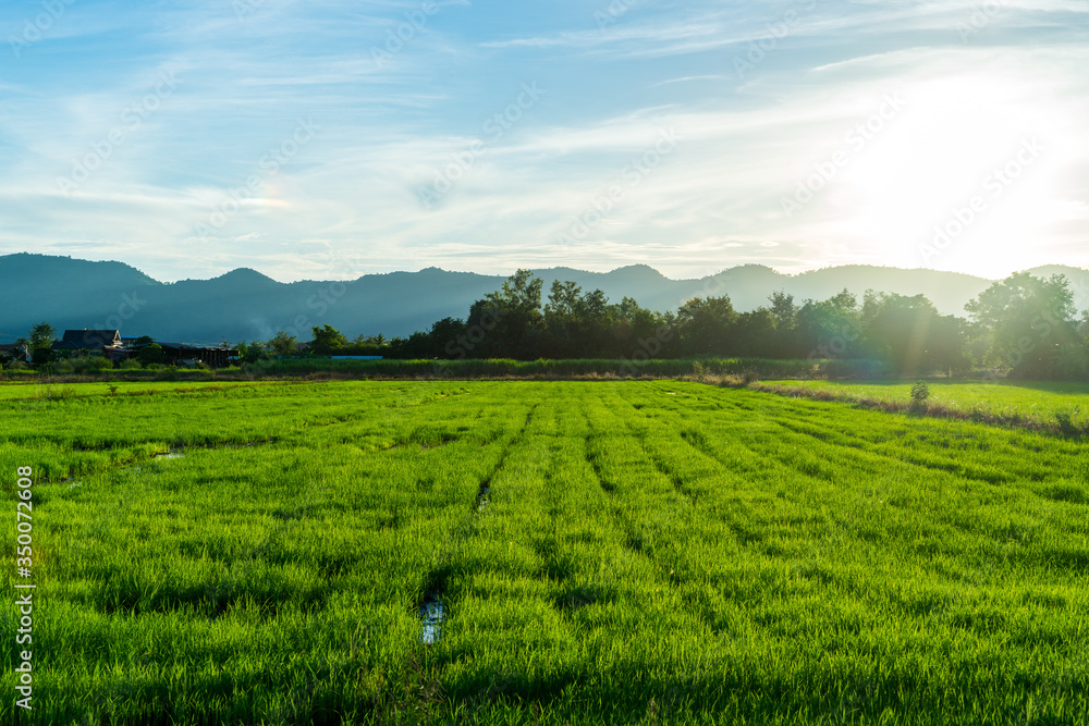 Paddy field with blue sky in sunset