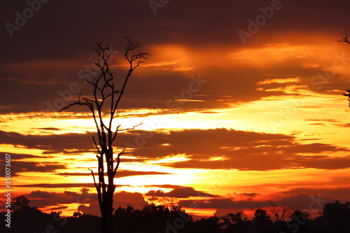Dead tree Silhouette sunset