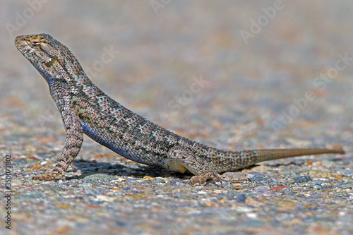 Sagebrush Lizard