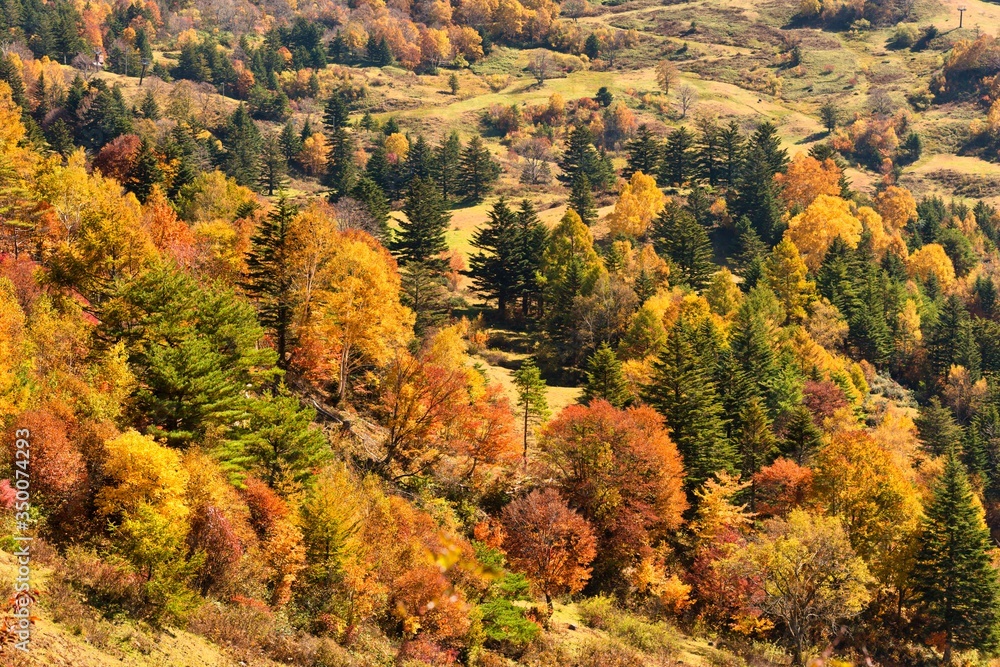 秋の高原　紅葉した山