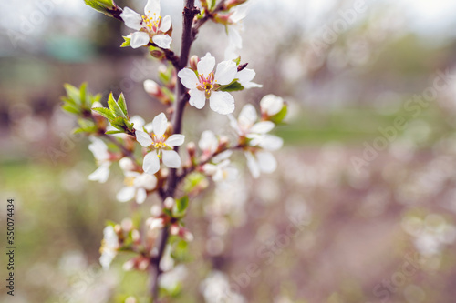 flowering apricot twig © Вера Щербакова