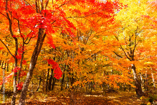 秋の高原　紅葉した山