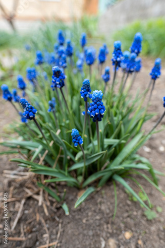 blue flowers grow on a flower bed 