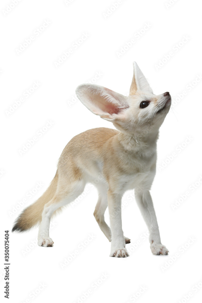 Fototapeta premium fennec fox on a white background in studio