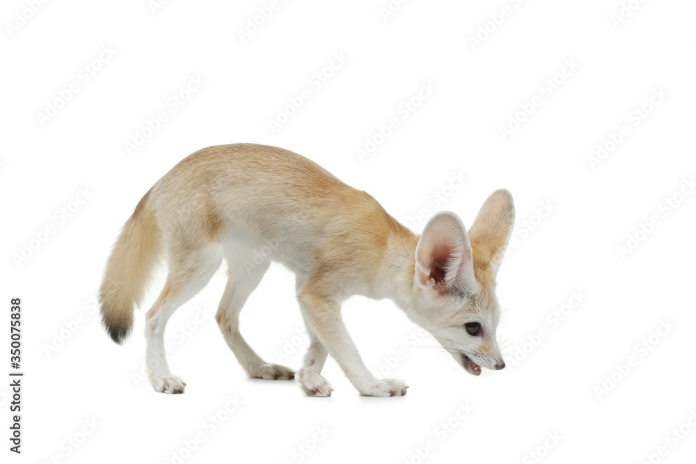 fennec fox on a white background in studio fennec fox on a white background in studio
