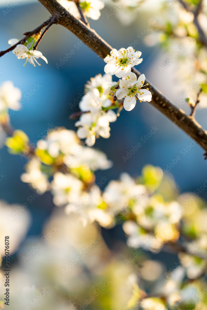 Blooming cherry. Quiet spring evening. Close-up