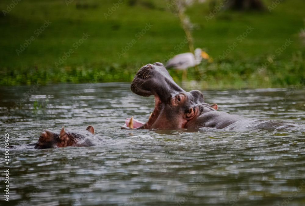 Fototapeta premium Hippos at Lake Naivasha