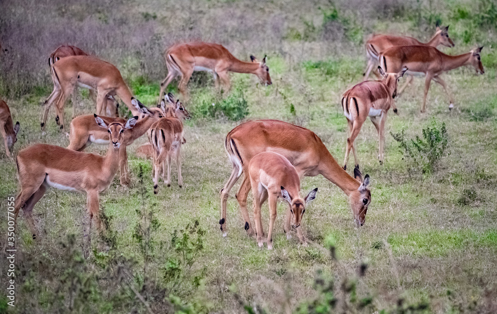 Impala antelopes at Lake Nakuru National Park Impala antelopes at Lake Nakuru National Park