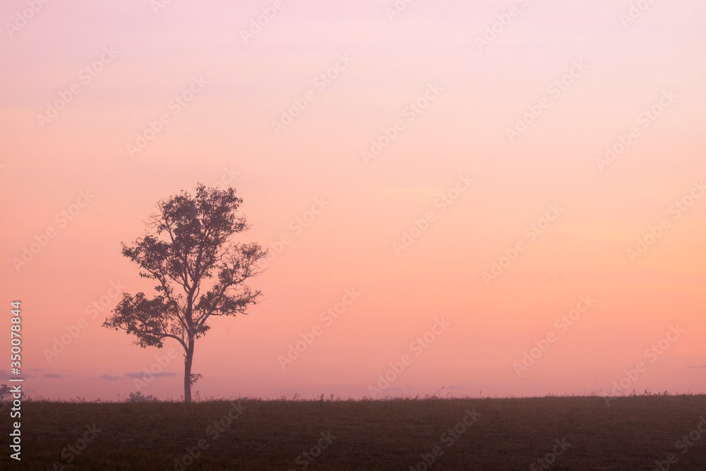 morning time and alone tree in the mist