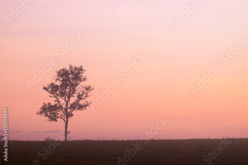 morning time and alone tree in the mist © designbydx