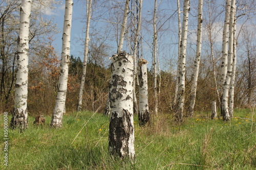 Birch Trees - Dryanovo - Bulgaria photo