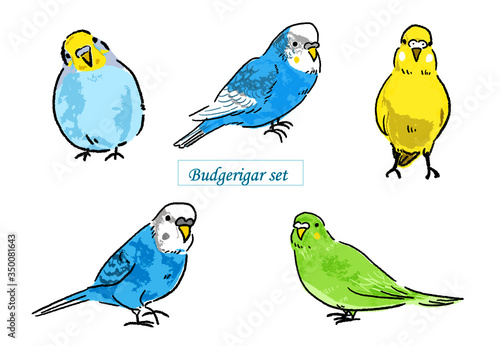 セキセイインコのイラストベクターセット