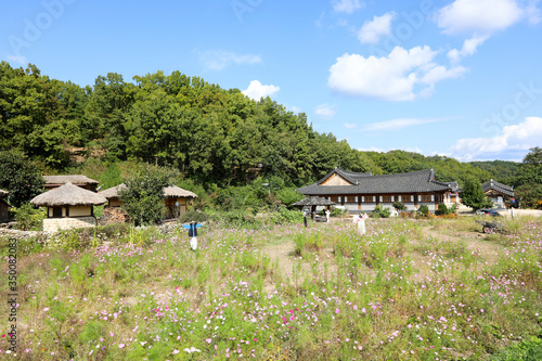 Cosmos flowers and scarecrows in front of Korean traditional village. Mooseom folk village, Youngju, South Korea
