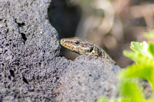 Gut getarnte Eidechse auf Stein in freier Wildbahn kriecht durch ihr Revier auf Nahrungssuche und nimmt ein Sonnenbad zum Aufwärmen vor der Jagd wechselwarmes Reptil mit Schuppen und langem Schwanz