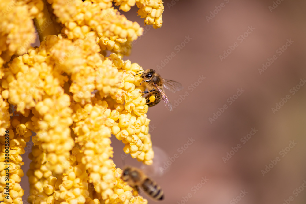 Gelbe Blüten der Hanfpalme leuchten im Frühling und Sommer mit