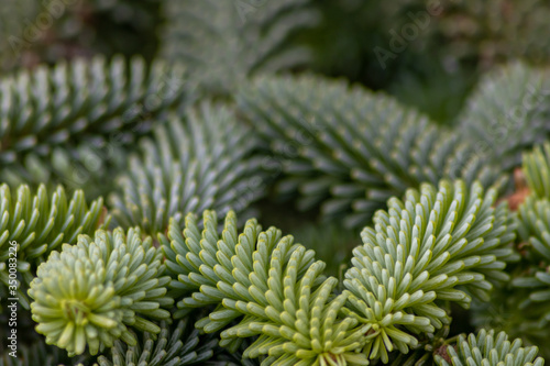 Wallpaper Mural Immergrüner Nadelbaum im Mischwald, Laubwald oder Nadelwald zeigt seine grünen Nadeln an Zweigen im Frühling, Sommer, Herbst und Winter und steht für dekorative Weihnachten und Basteln mit Kindern Torontodigital.ca