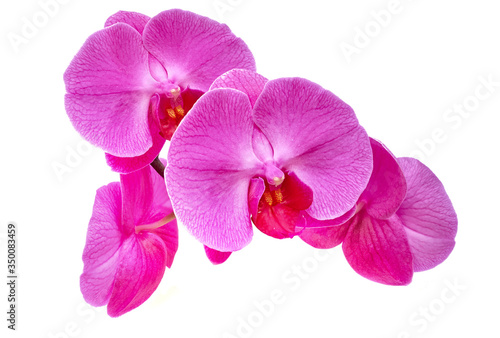 orchid isolated flowers on white background