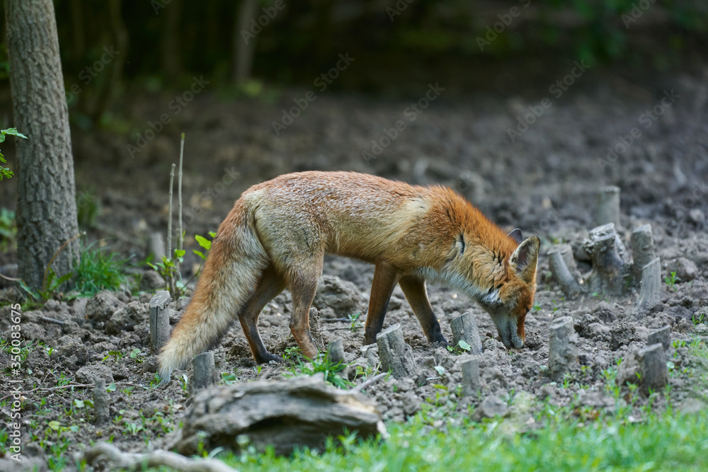 Fototapeta premium Adult fox in the forest