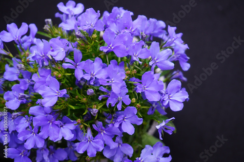 purple lobelia flower