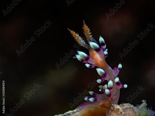 Desirable Flabellina (Flabellina expotata) © scubaluna
