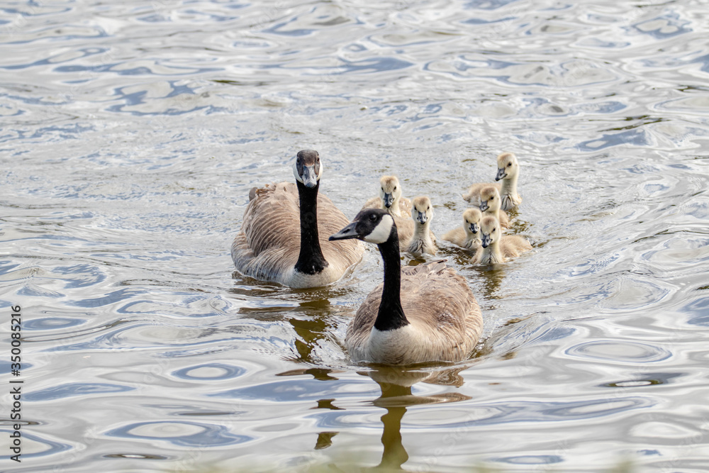 Fototapeta premium canada goose and goslings