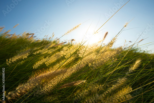 Grass leaves with white sun light in the morning