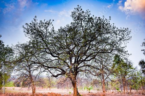 An Indian tree mahuaa close view background of a mountain looking awesome.
