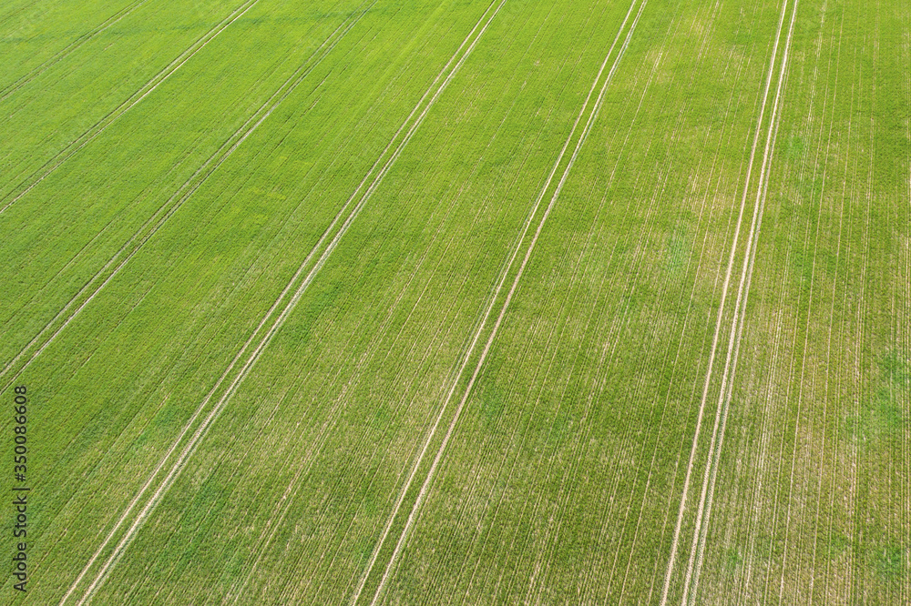 aerial view of green agricultural field with rows of lines. cultivated field in spring. rural background