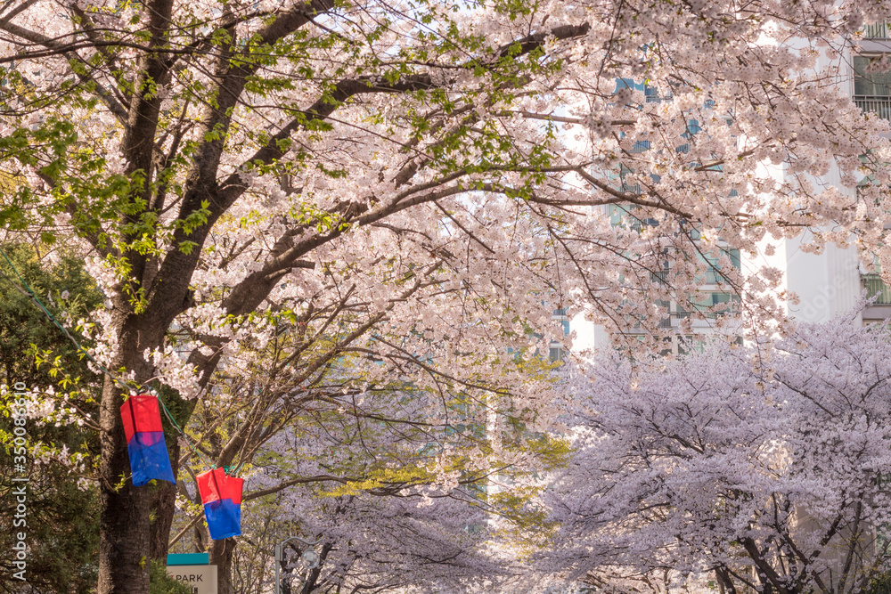 Cherry blossom scenery in Korea.