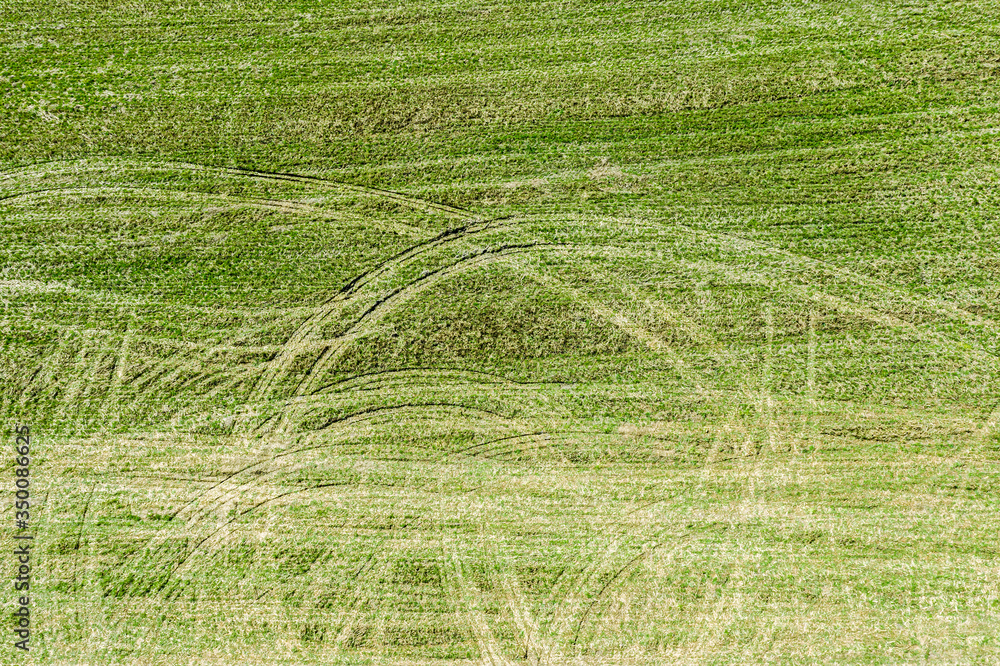 aerial view of green agricultural field with row lines and tires tracks. green rural field background aerial view of green agricultural field with row lines and tires tracks. green rural field background
