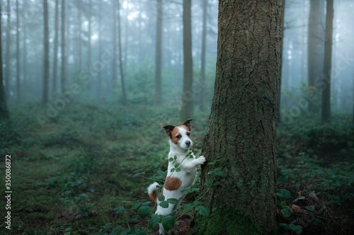 dog in a foggy forest. Pet on the nature. rJack Russell Terrier